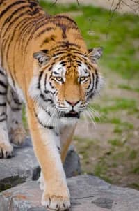 Rabi Adhikari profile image